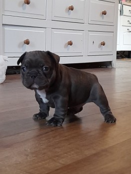  French Bulldogs For Sale Male and Femal