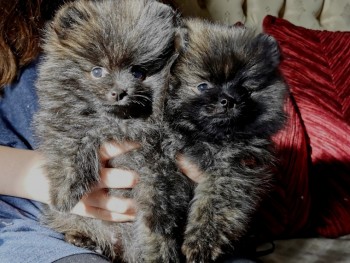   Pomeranian Puppies