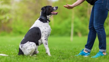 Dog training Brisbane
