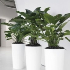Indoor Plants Melbourne | Foliage Indoor Plant Hire