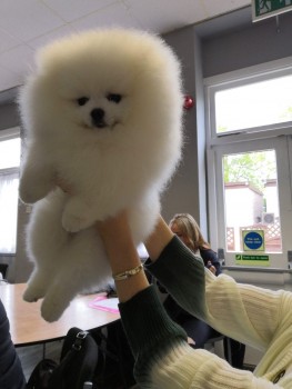 OUTSTANDING POMERANAIN PUPPIES FOR SALE