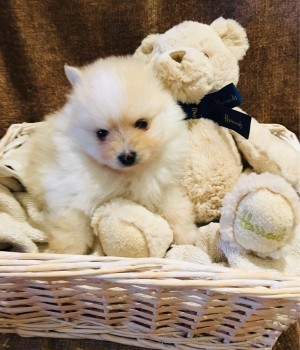 OUTSTANDING POMERANAIN PUPPIES FOR SALE