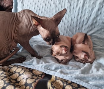 2 beautiful Sphynx kittens for sale