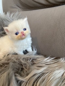persian kittens available