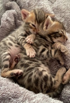 pure bred full Bengal kittens