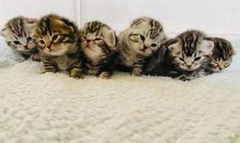 Scottish Fold  kittens for Sale