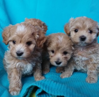 Awesome Maltipoo puppies for Sale 