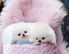 tiny t-cup pomeranian puppies for sale
