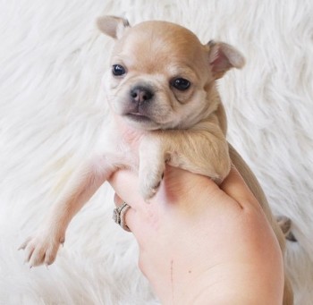 Cute Chihuahua Puppies ready for new hom