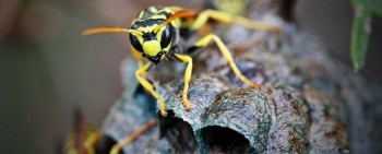 Get professional wasp removal in Melbourne.