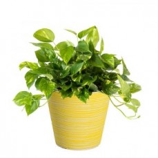 Affordable and Eco-friendly Designer Pot