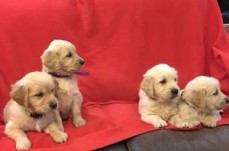 Golden Retriever Puppies available now