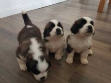 Saint Bernard Puppies 