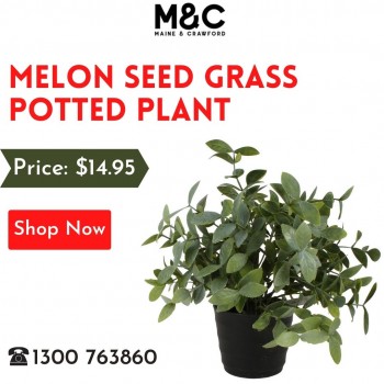 Shop Melon Grass Potted Plant 