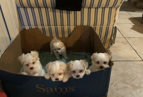 Purebred Maltese Puppies!!