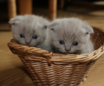 Scottish Fold Kittens 
