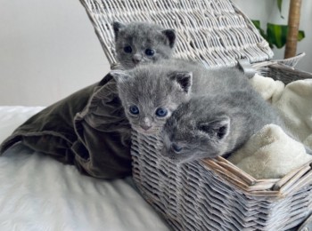 Russian Blue kittens 