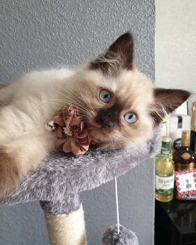 Beautiful Ragdoll Kittens Available for 