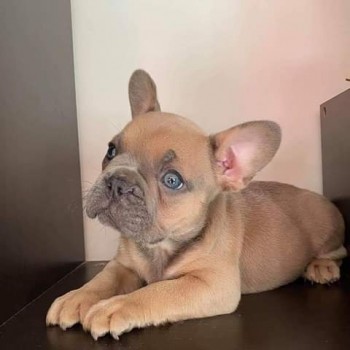 Adorable French bulldogs puppies