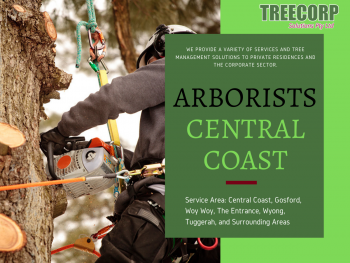 Professional Tree Services Central Coast!