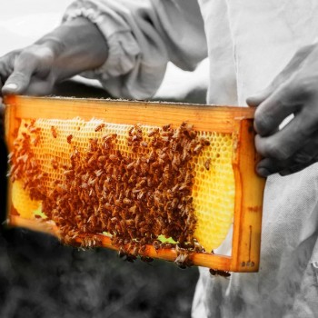 Vallentine's Honey | World's Strongest Honey