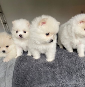 Pomeranian  puppies 