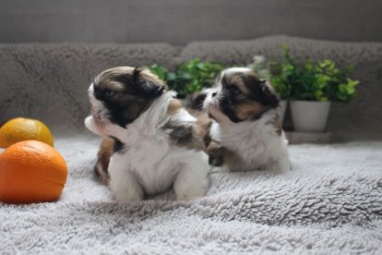 Beautiful Imperial Shih Tzu Puppy for sa