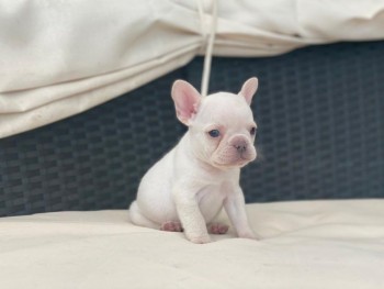 Cute french bulldog puppy for sale 