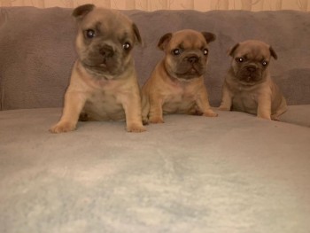 Registered french Bulldog puppy for sale