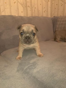 Registered french Bulldog puppy for sale