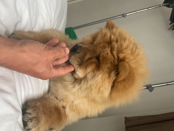 Very Playful Chow Chow Pups For Sale