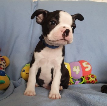 Very healthy and cute Boston Terrier pup