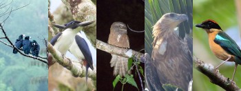 Solomon Islands - Bird, Wildlife & Cultural Tours
