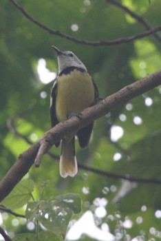 Vanuatu - Bird, Wildlife & Cultural Tours
