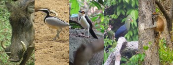 Ghana - Bird, Wildlife & Cultural Tours