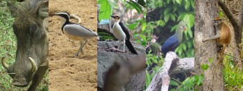 Ghana - Bird, Wildlife & Cultural Tours