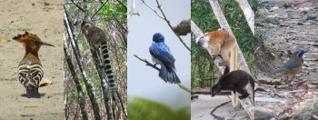 Madagascar - Bird, Wildlife & Cultural Tours