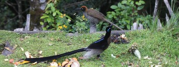 NORTH QUEENSLAND DAY TOURS - Bird, Wildlife & Cultural Tours