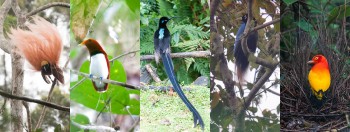 Bird, Wildlife & Cultural Tours - Papua New Guinea
