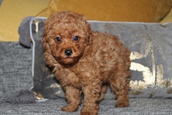 Toy Poodle puppies 