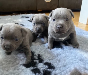 Staffordshire Bull Terrier  puppies 