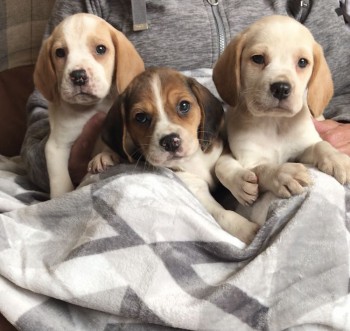 Beautiful Beagle Pups Available for sale