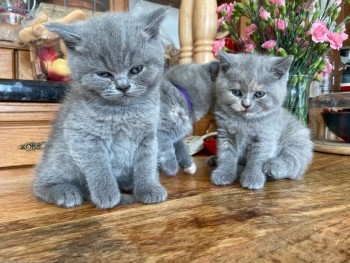 Scottish Fold Kittens 
