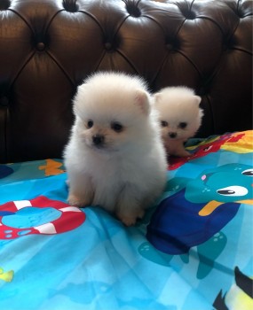 cute Teacup Pomeranian puppies for sale