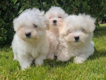 Gorgeous Maltese puppies 