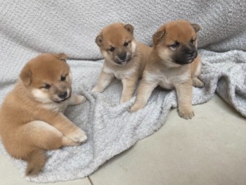  Shiba Inu puppies 