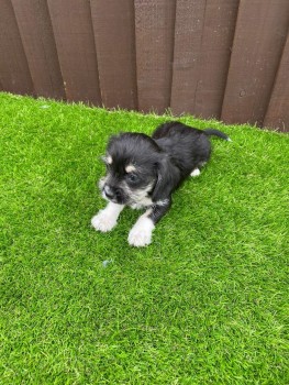 Two Top Class Maltese Puppies Available 