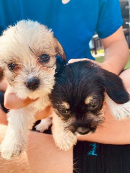 Two Top Class Maltese Puppies Available 