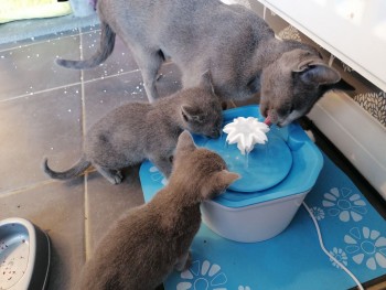Russian Blue kittens 