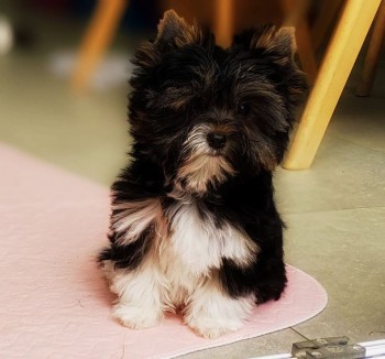 Lovely Yorkshire Terrier puppy for sale 